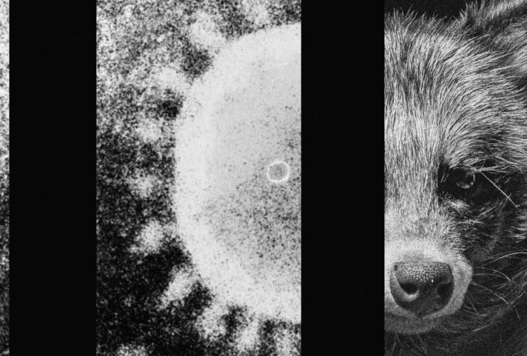 The Strongest Evidence Yet That an Animal Started the Pandemic