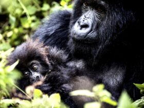 BISATE LODGE, A LOVE NEST IN RWANDA