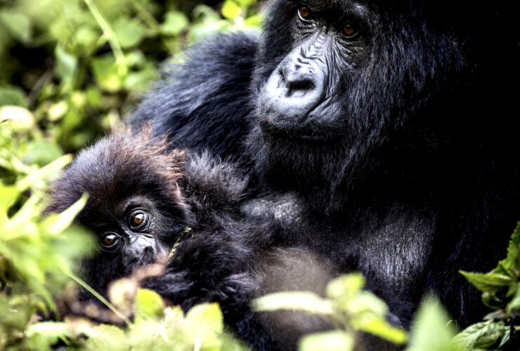 BISATE LODGE, A LOVE NEST IN RWANDA