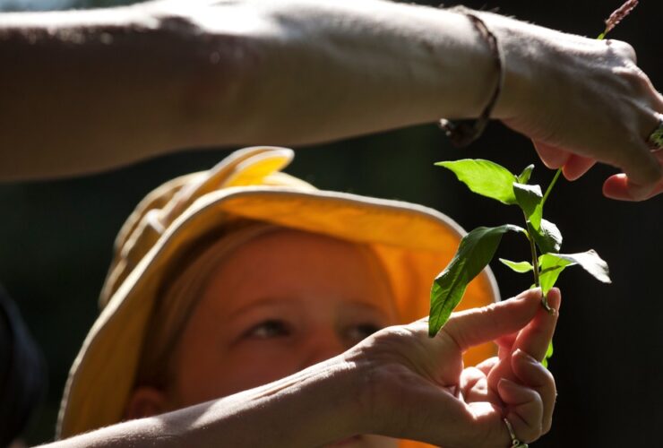 The Missing Piece of the Foraging Renaissance