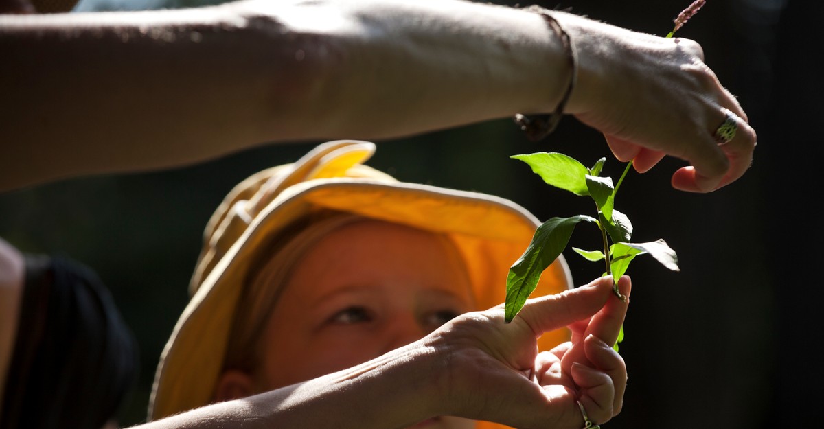 The Missing Piece of the Foraging Renaissance