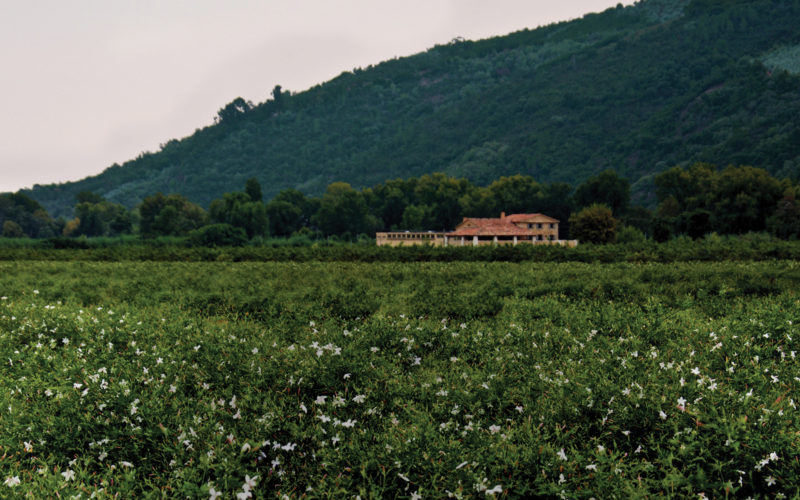 The Making of Chanel No. 5